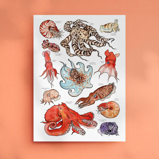 Cephalopods - Print