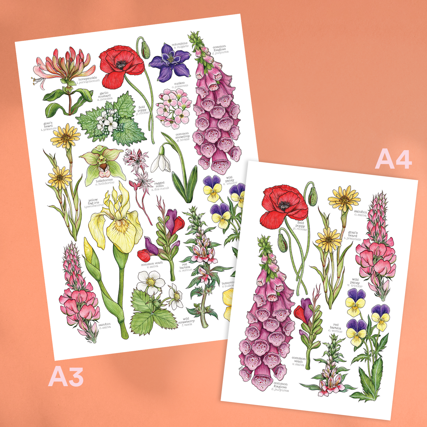 Wildflowers - Print