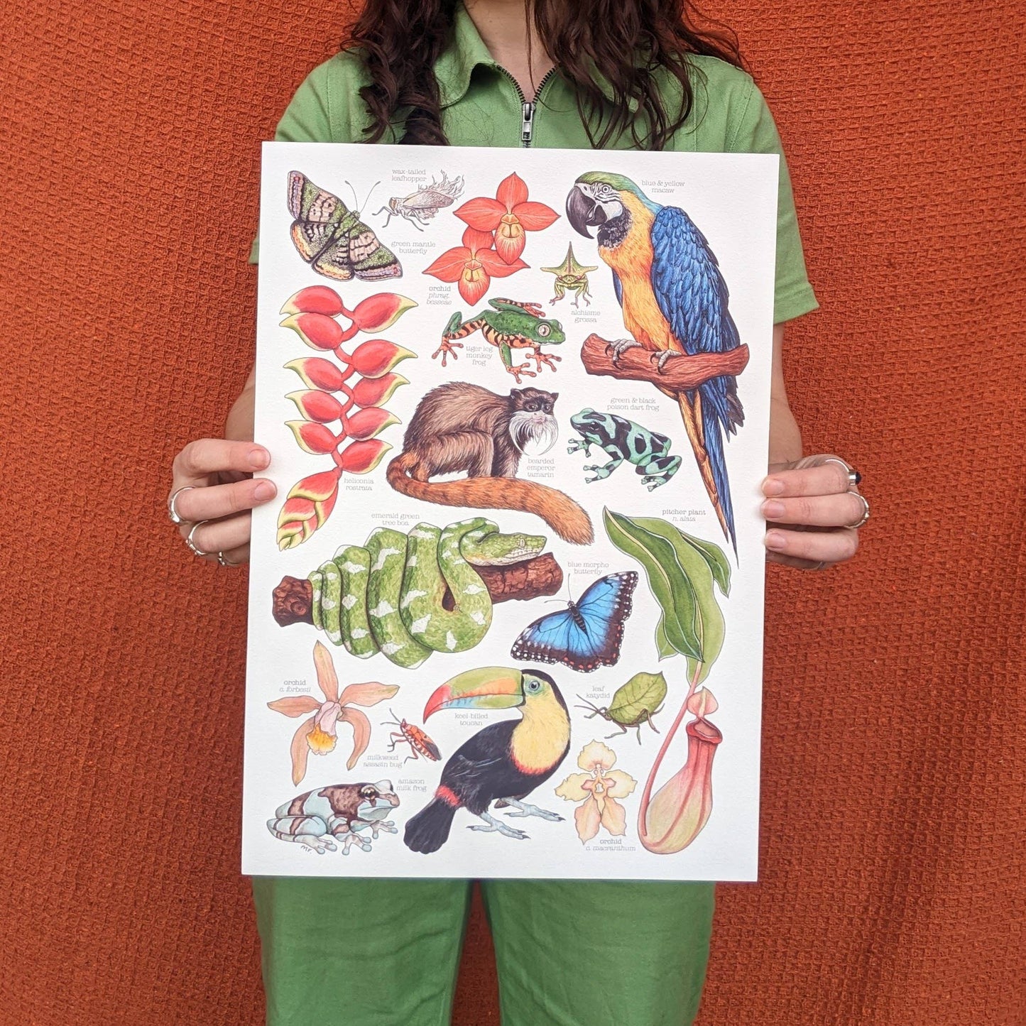 Amazon Rainforest - Print