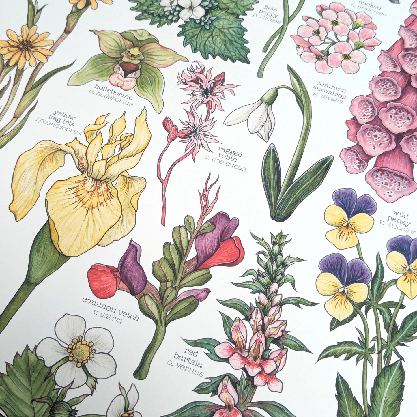 Wildflowers - Print