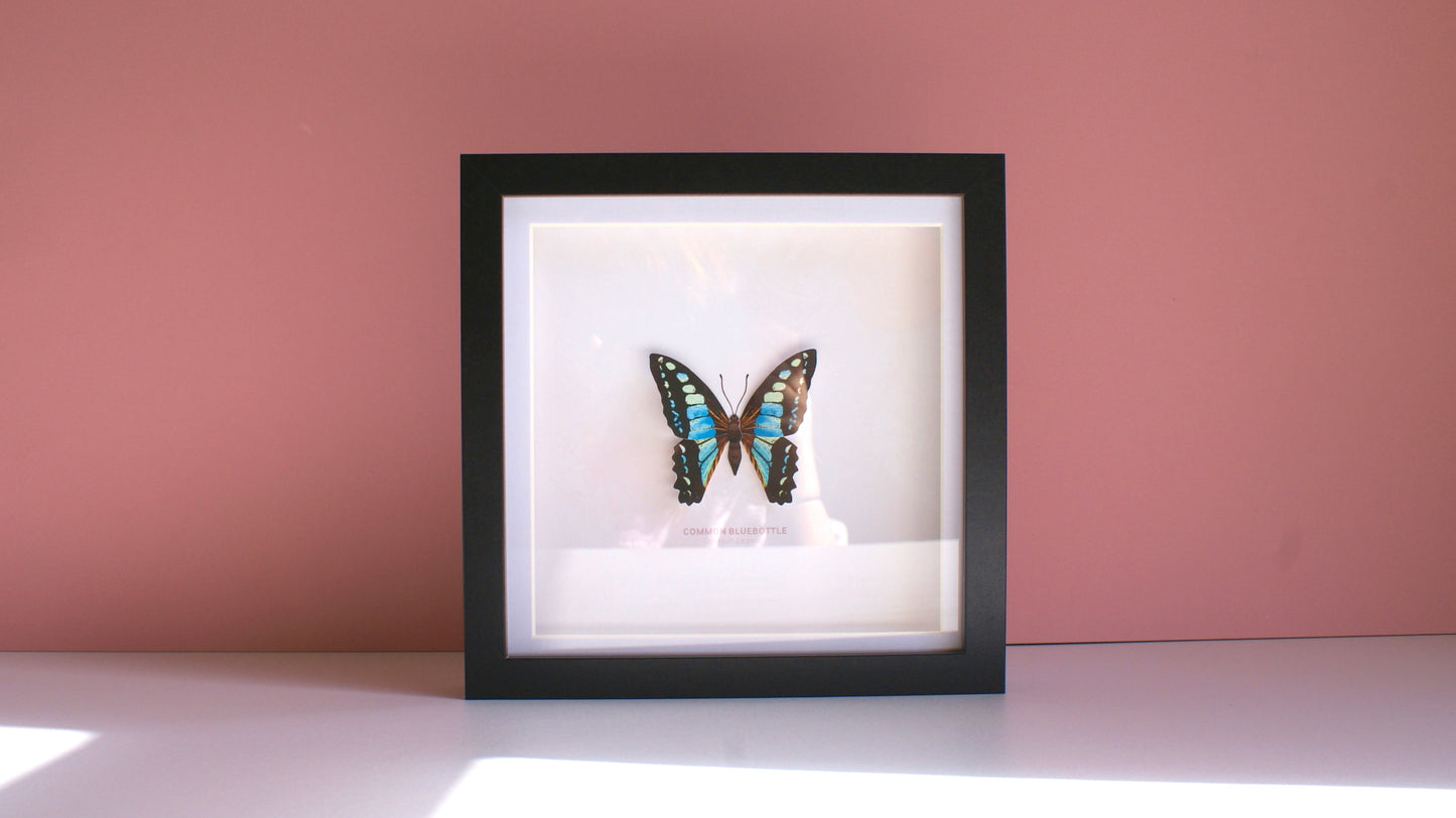 Common Bluebottle - Paper Taxidermy Frame
