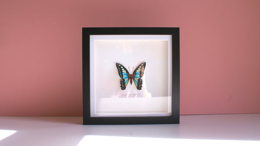Common Bluebottle - Paper Taxidermy Frame