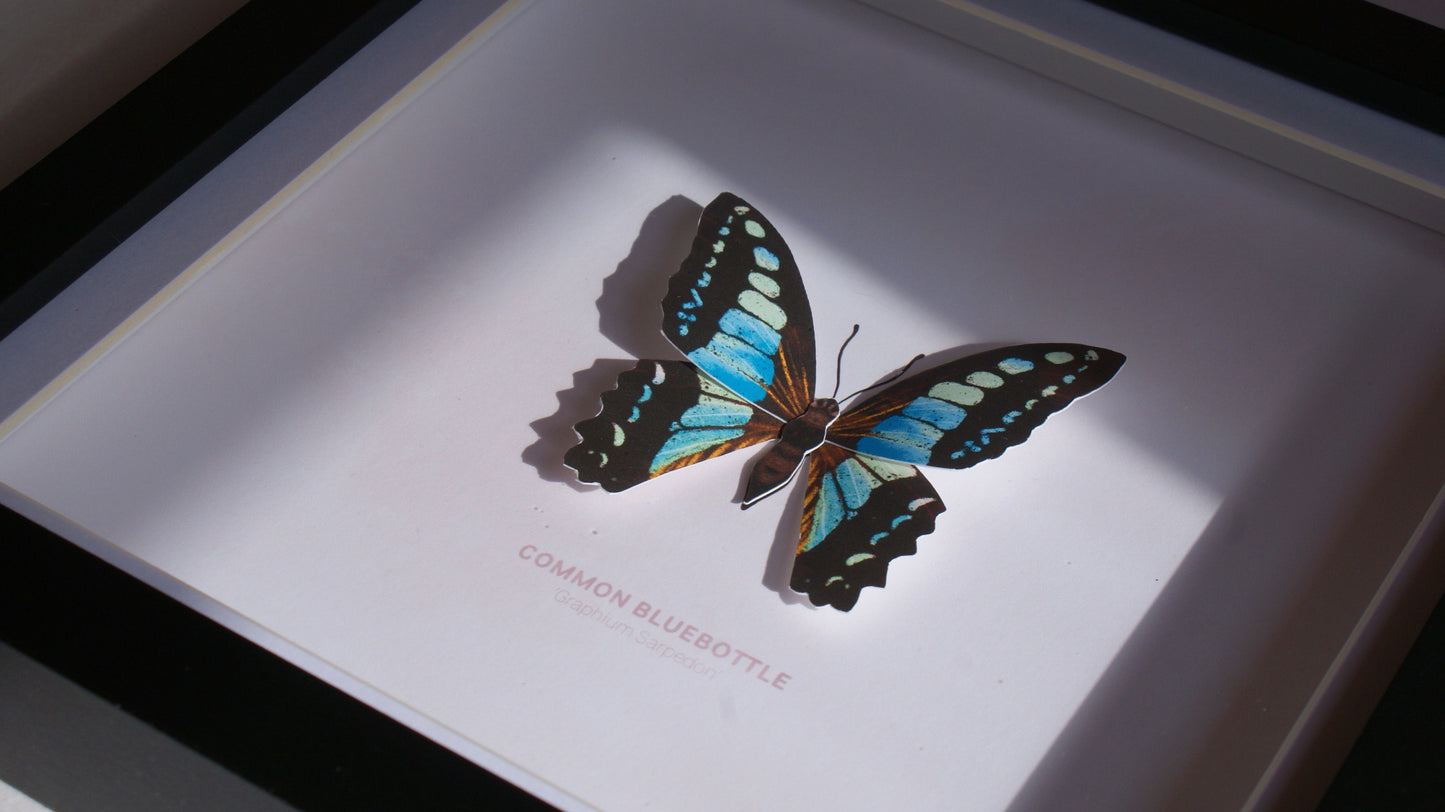Common Bluebottle - Paper Taxidermy Frame