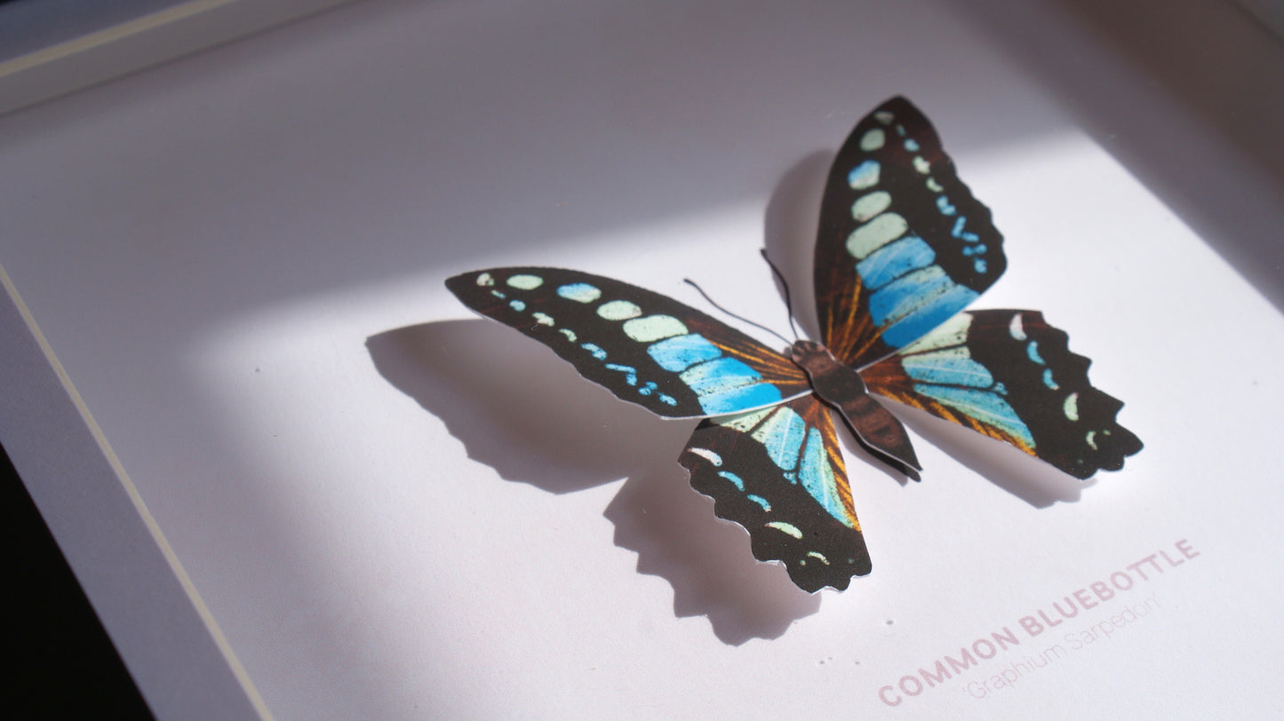 Common Bluebottle - Paper Taxidermy Frame
