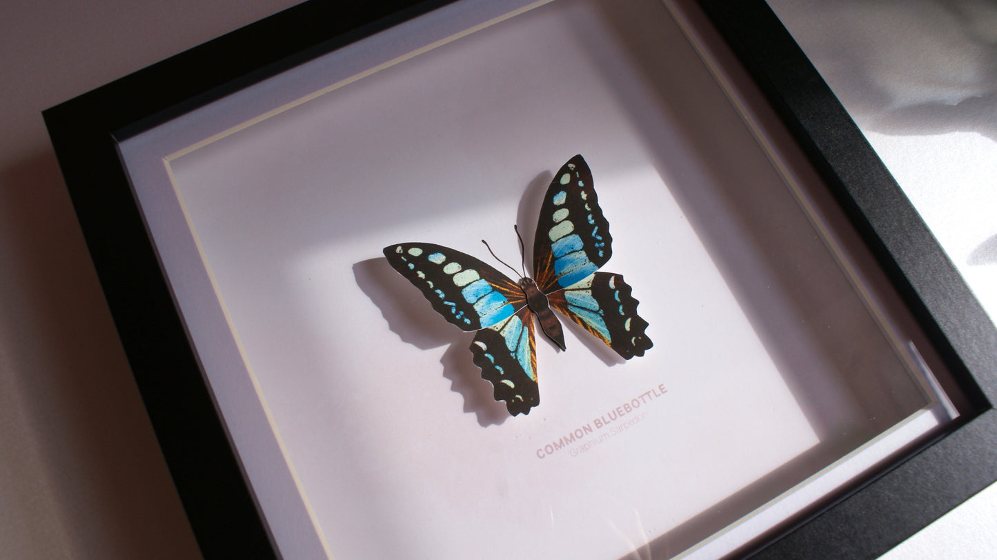 Common Bluebottle - Paper Taxidermy Frame
