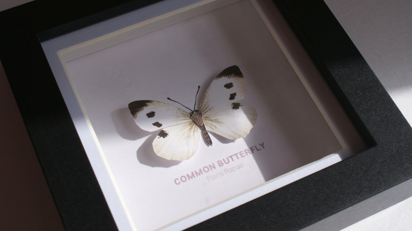 Common Butterfly - Paper Taxidermy Frame
