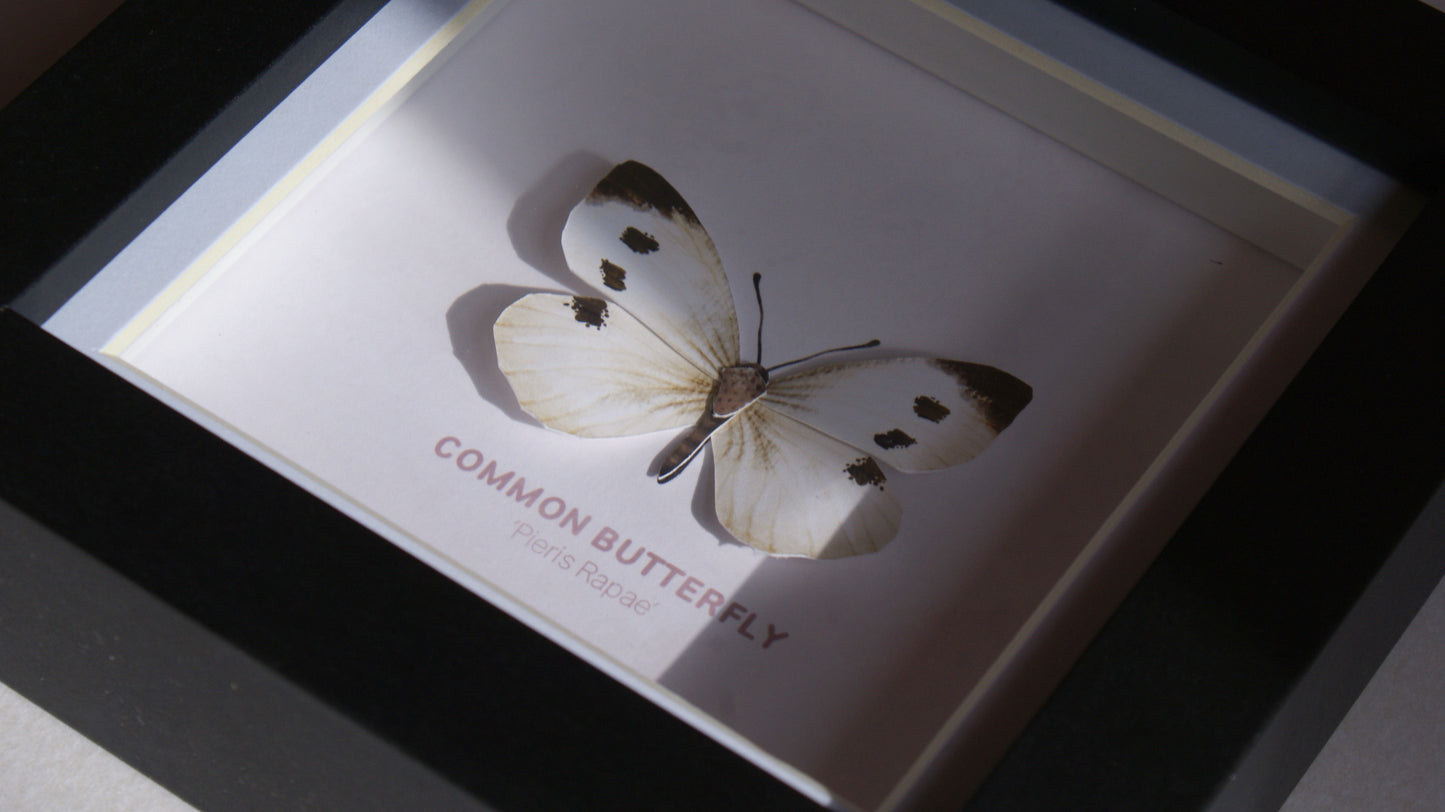 Common Butterfly - Paper Taxidermy Frame