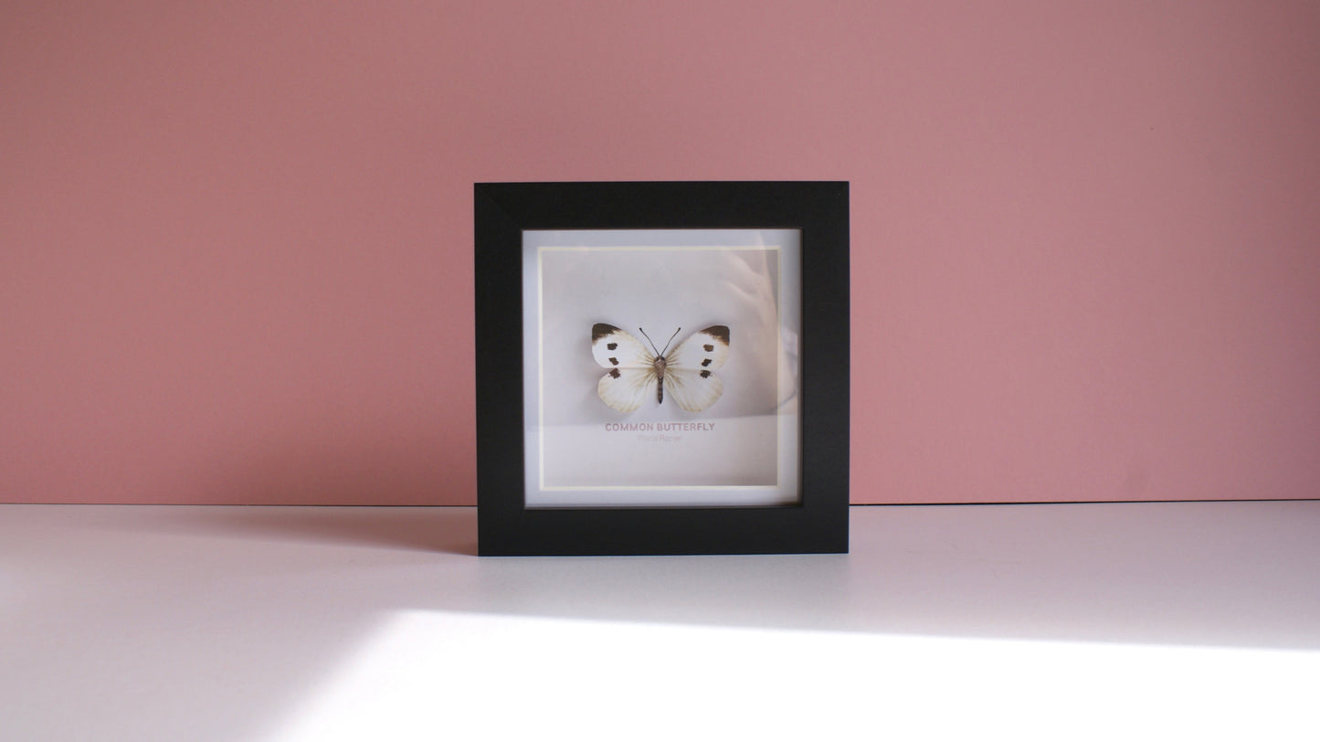 Common Butterfly - Paper Taxidermy Frame
