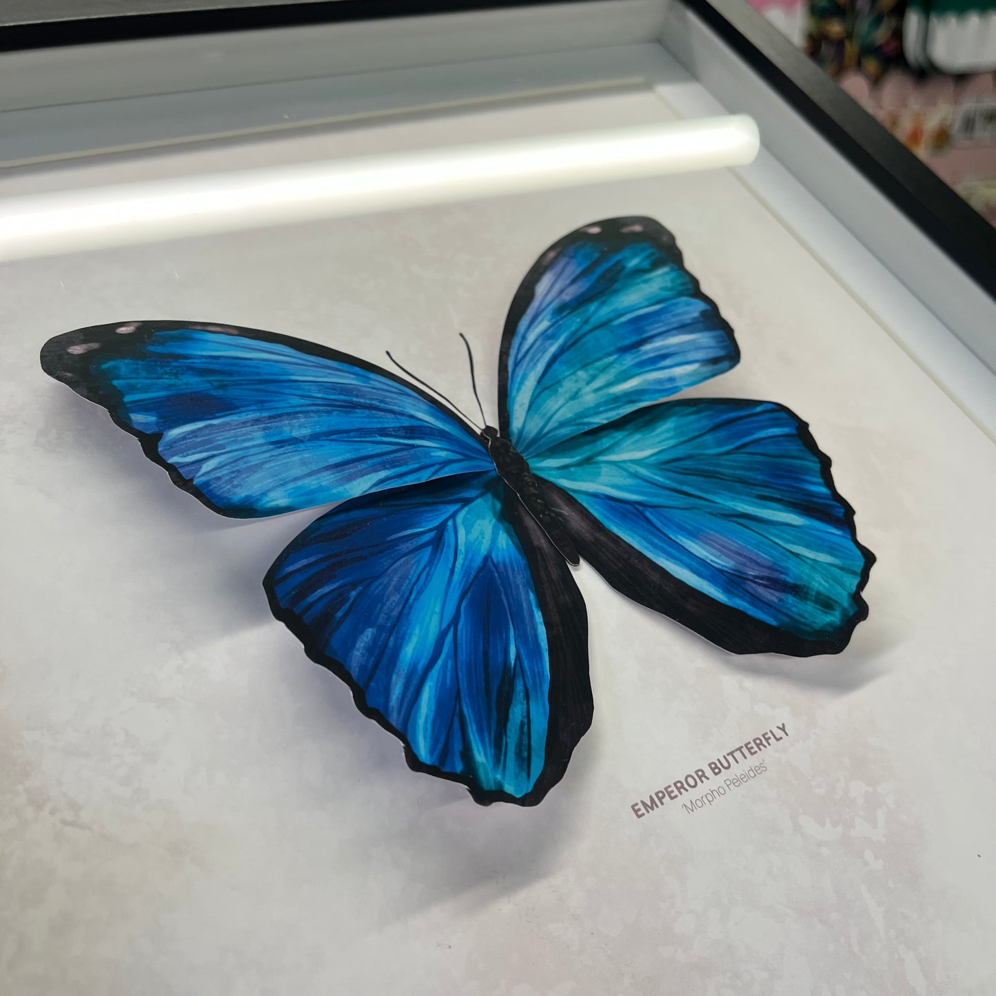 Emperor Butterfly - Paper Taxidermy Frame