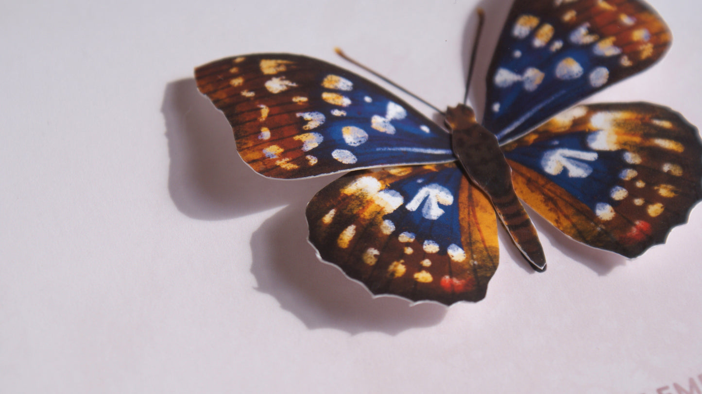 Great Purple Emperor - Paper Taxidermy Frame