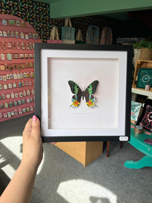 Madagascan Sunset Moth - Paper Taxidermy Frame