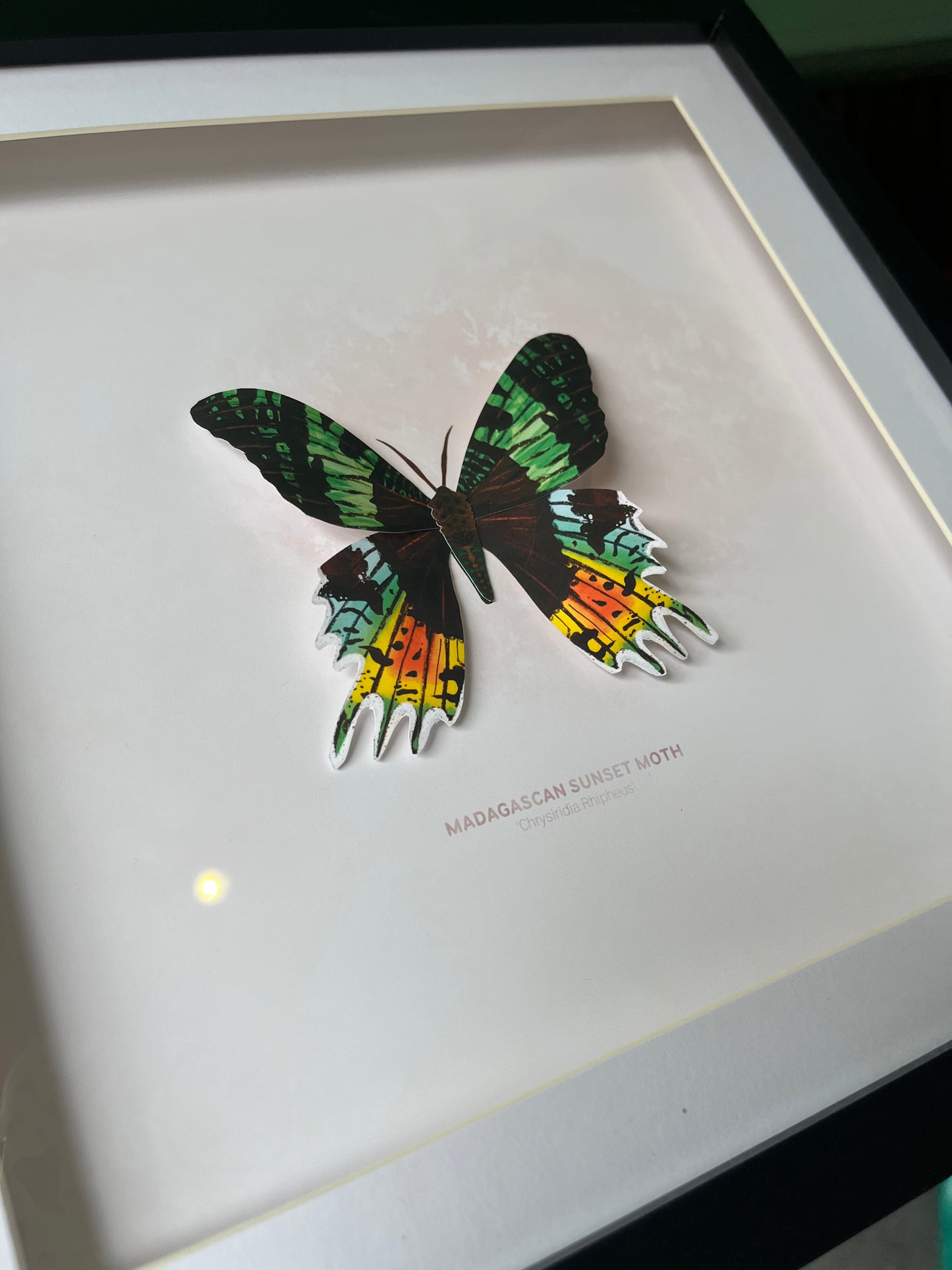 Madagascan Sunset Moth - Paper Taxidermy Frame