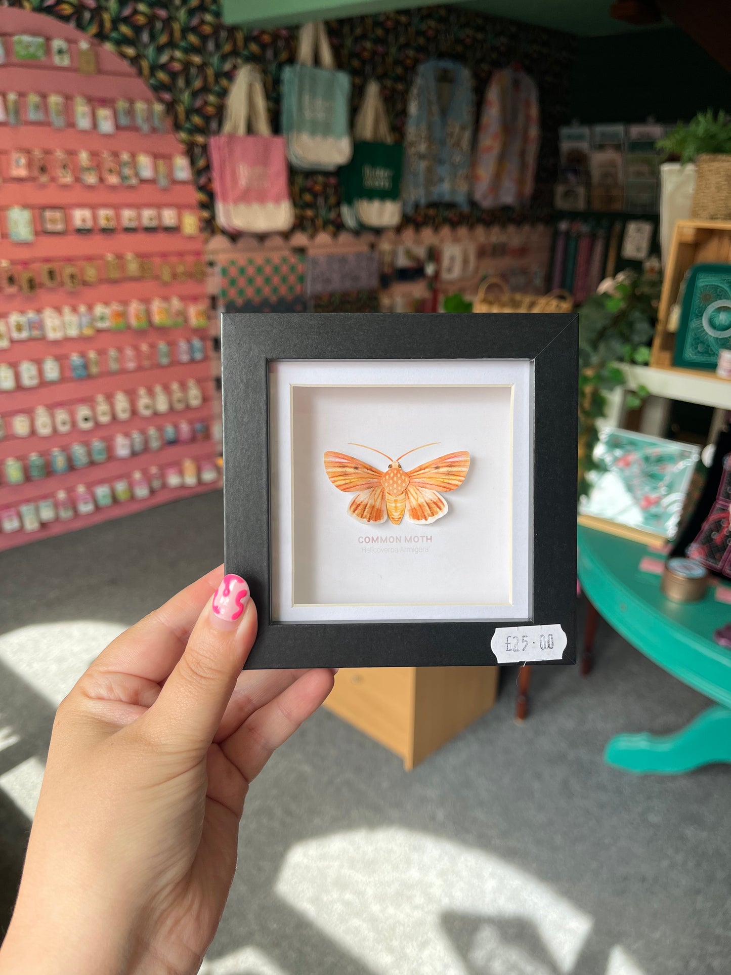Common Moth - Paper Taxidermy Frame