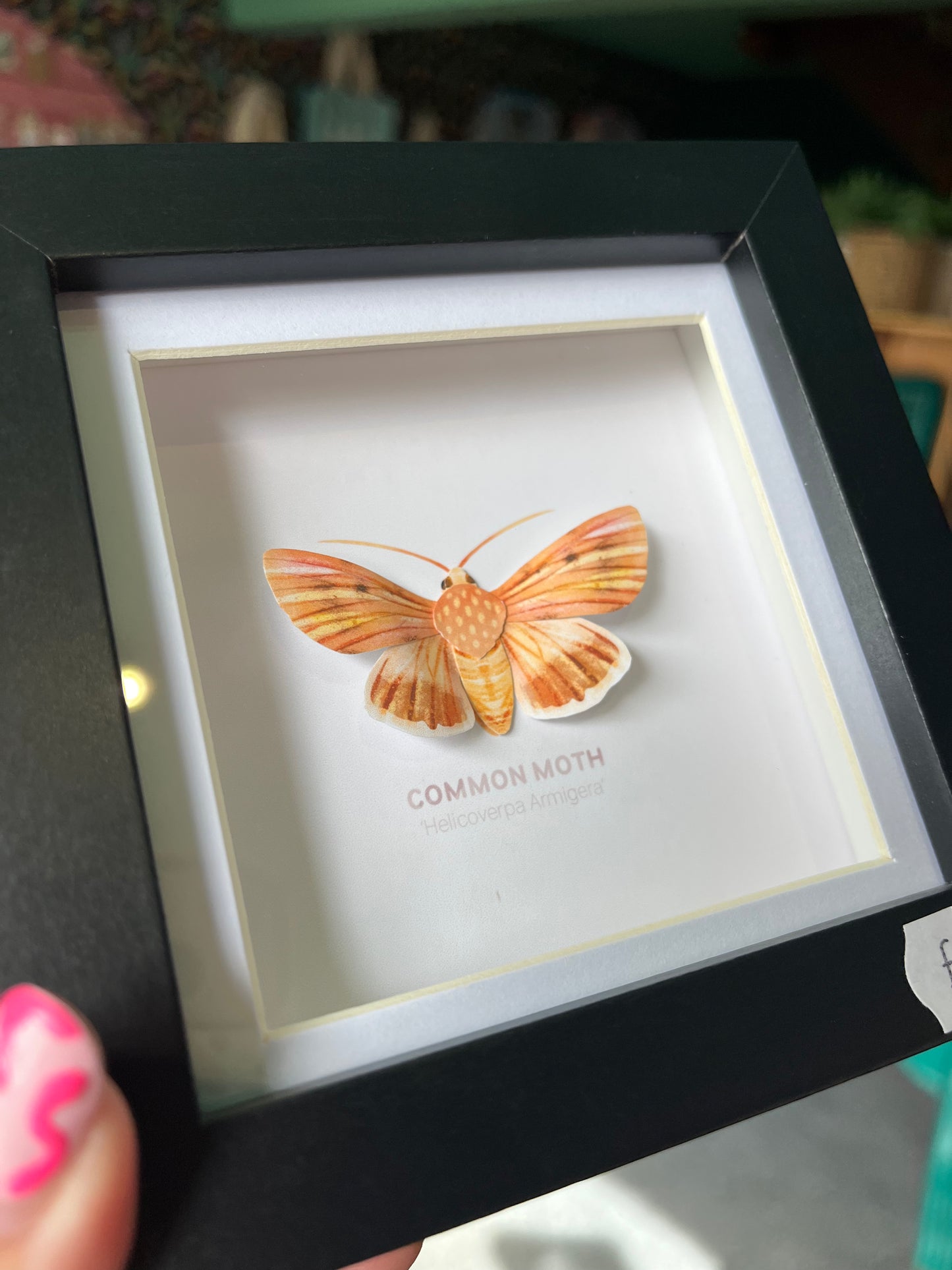 Common Moth - Paper Taxidermy Frame