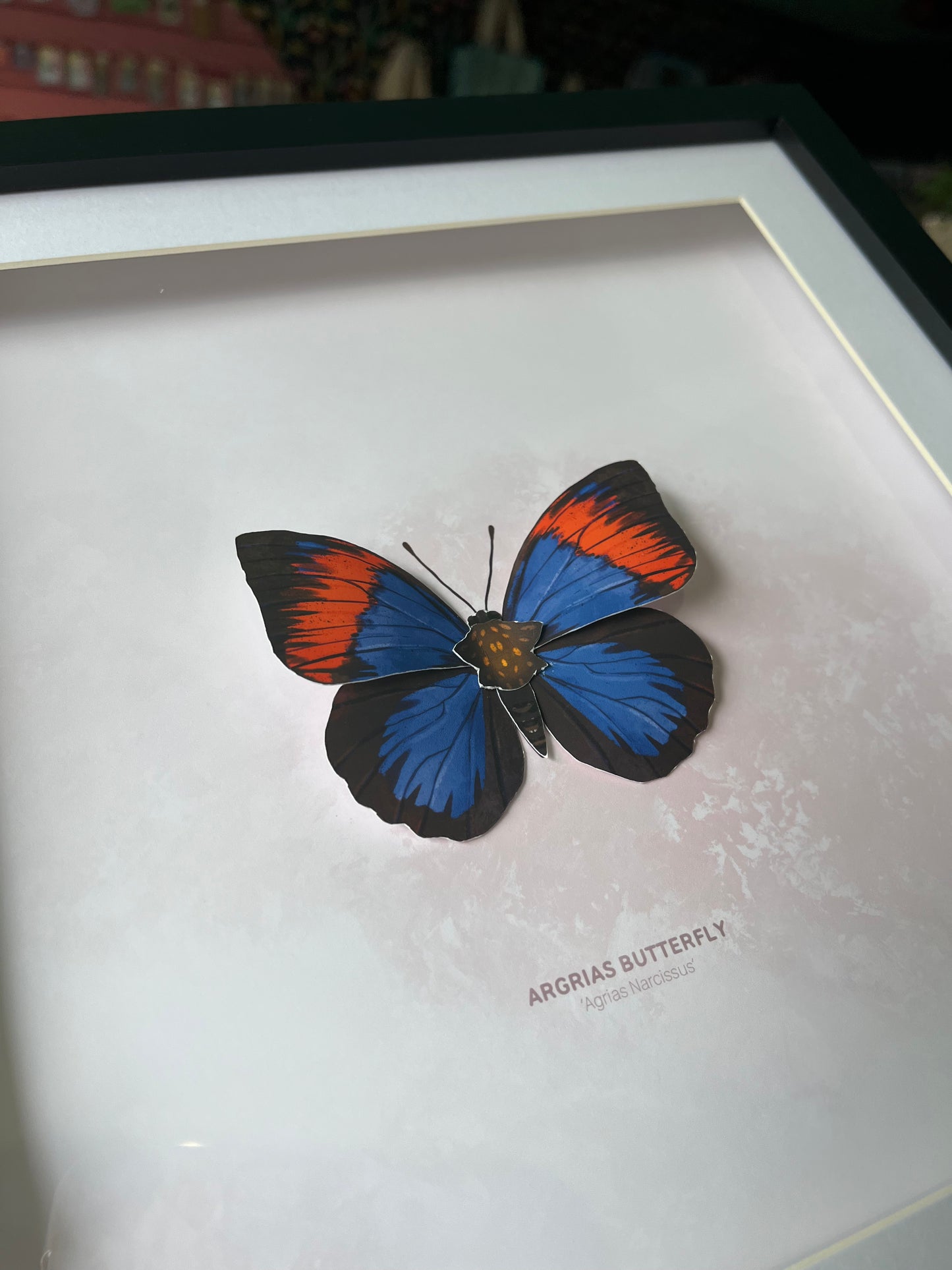 Argrias Butterfly - Paper Taxidermy Frame