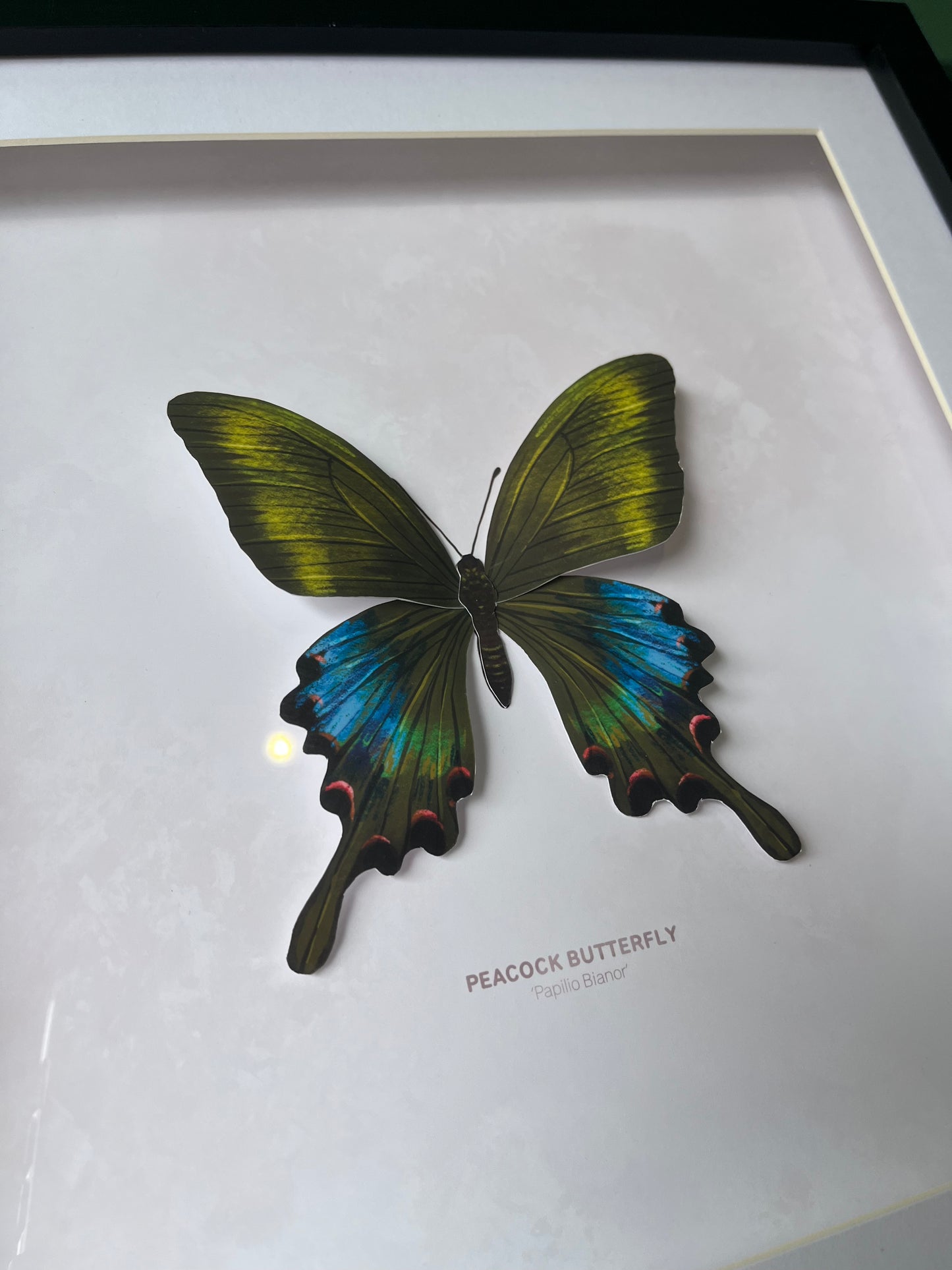 Peacock Butterfly - Paper Taxidermy Frame