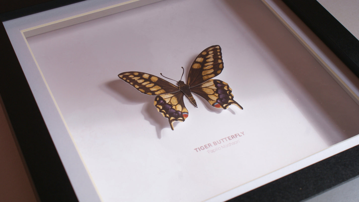 Tiger Butterfly - Paper Taxidermy Frame