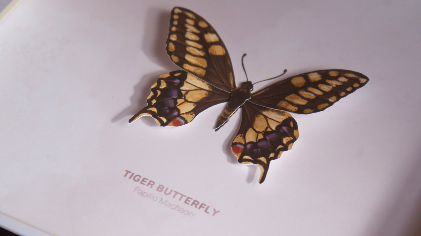 Tiger Butterfly - Paper Taxidermy Frame