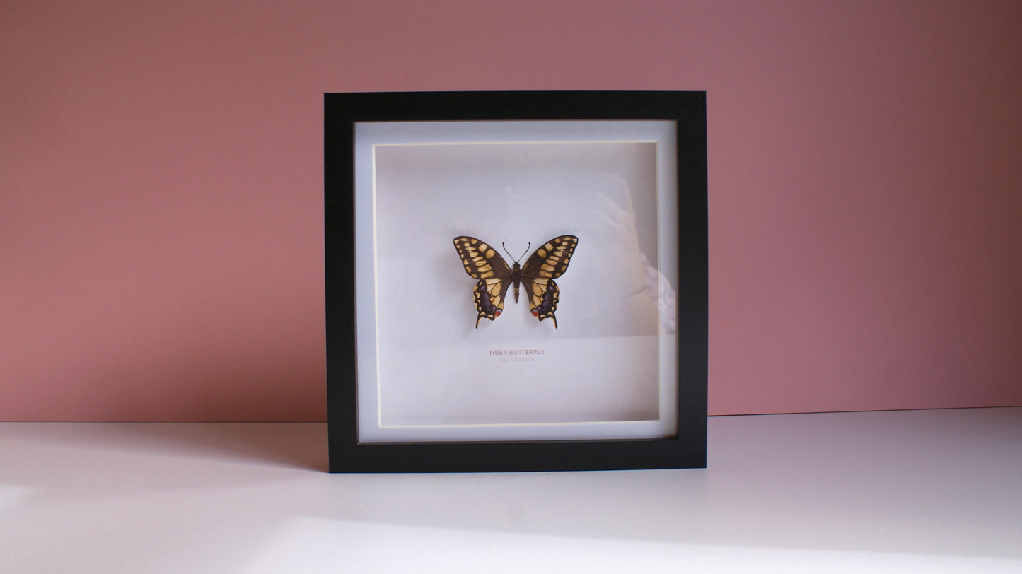 Tiger Butterfly - Paper Taxidermy Frame