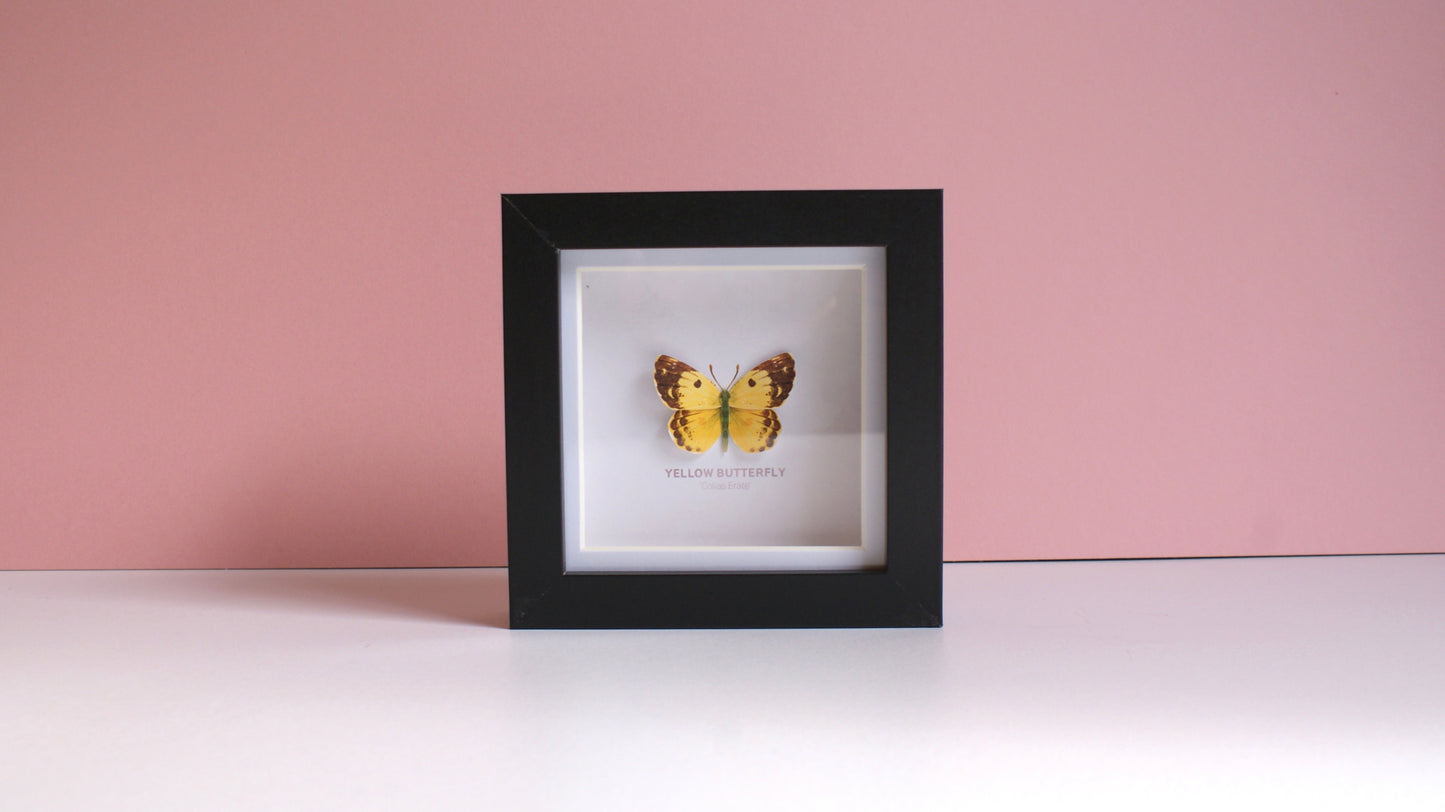 Yellow Butterfly - Paper Taxidermy Frame