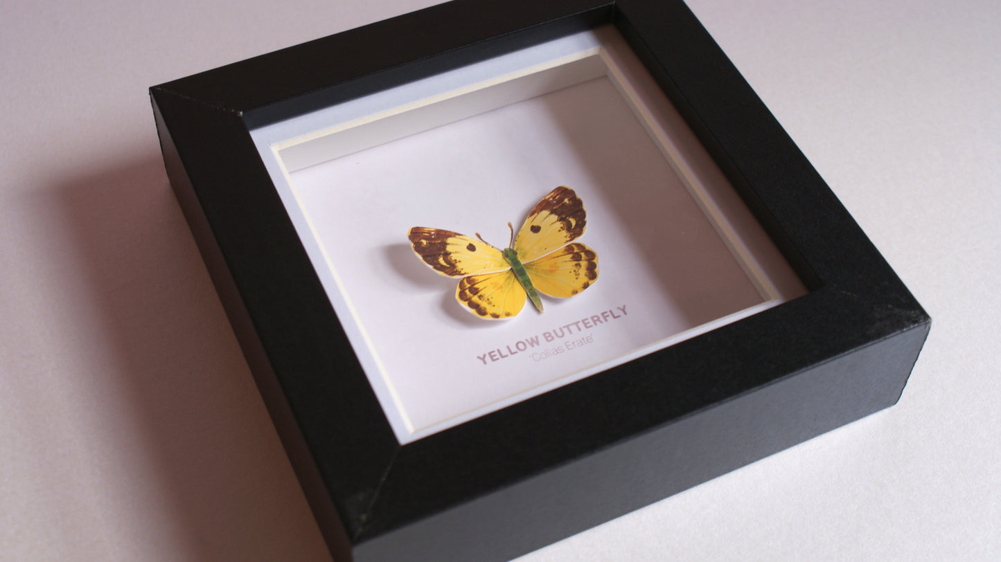 Yellow Butterfly - Paper Taxidermy Frame