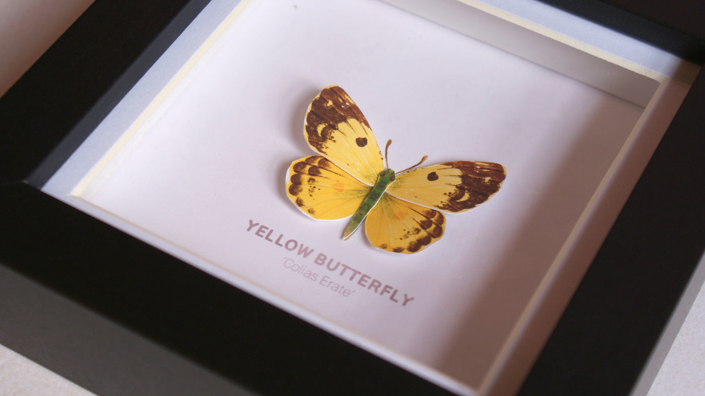 Yellow Butterfly - Paper Taxidermy Frame