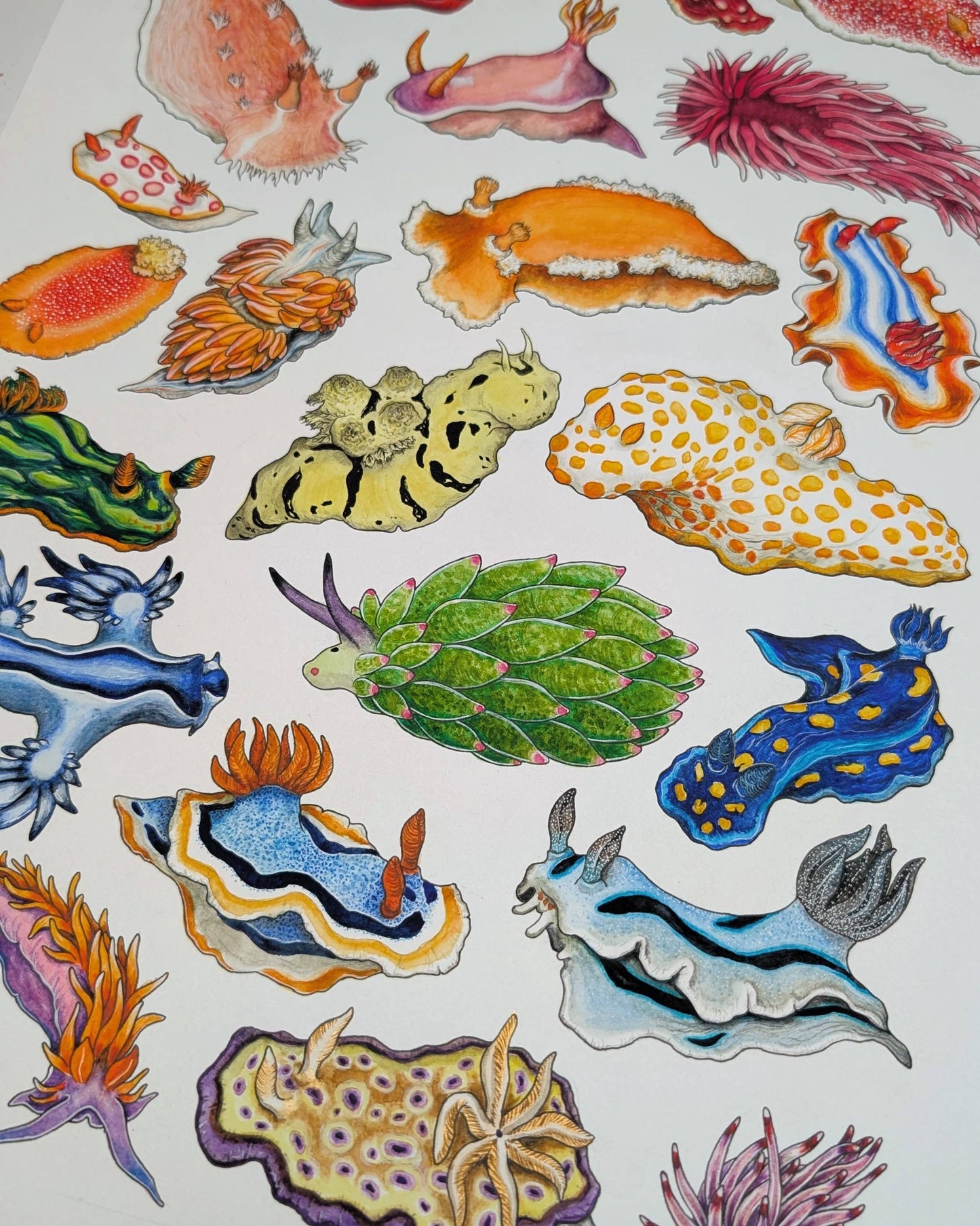 Rainbow Sea Slugs - A5 Print