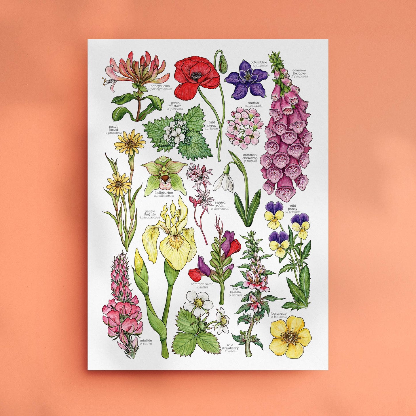 Wildflowers - Print