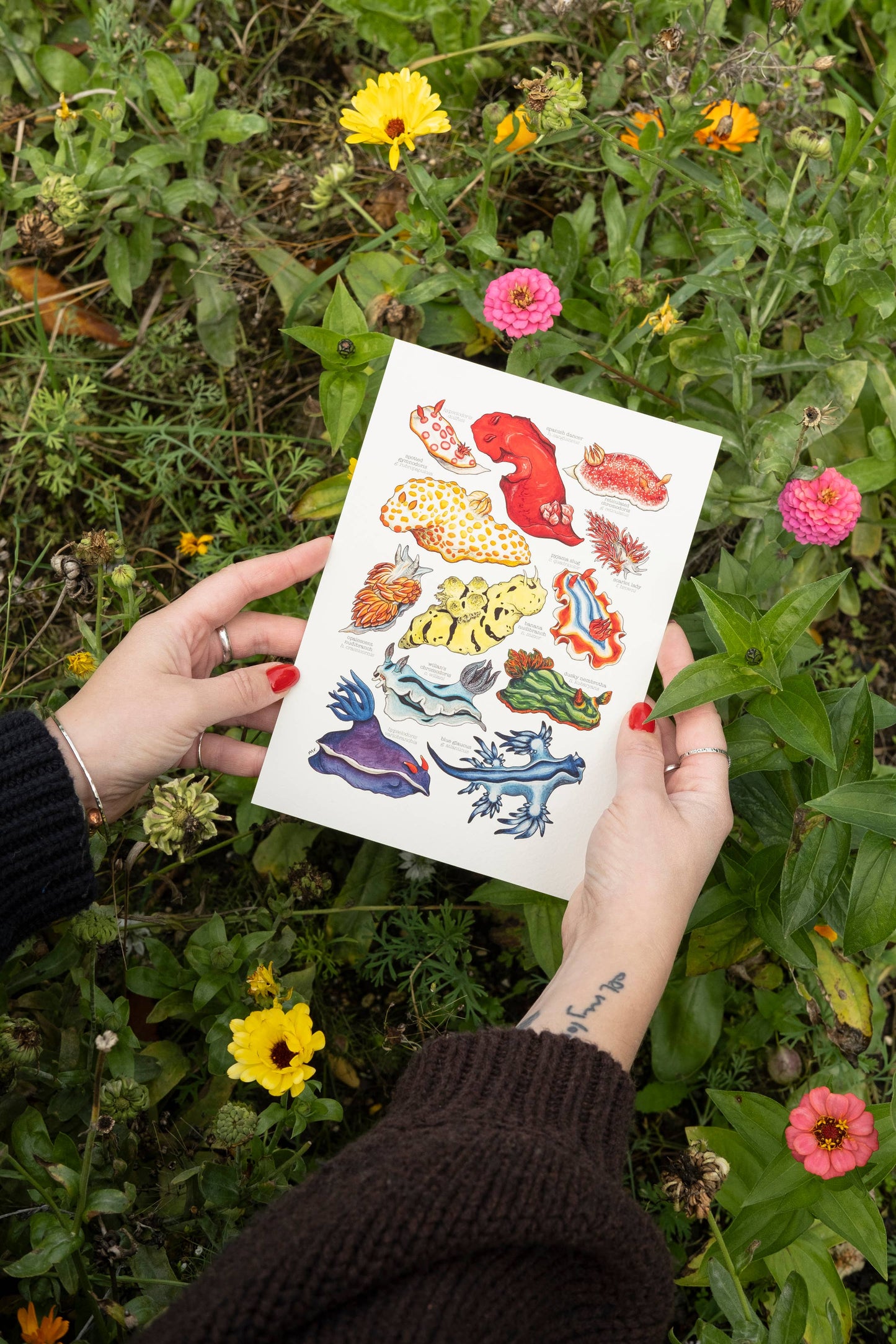 Rainbow Sea Slugs - A5 Print