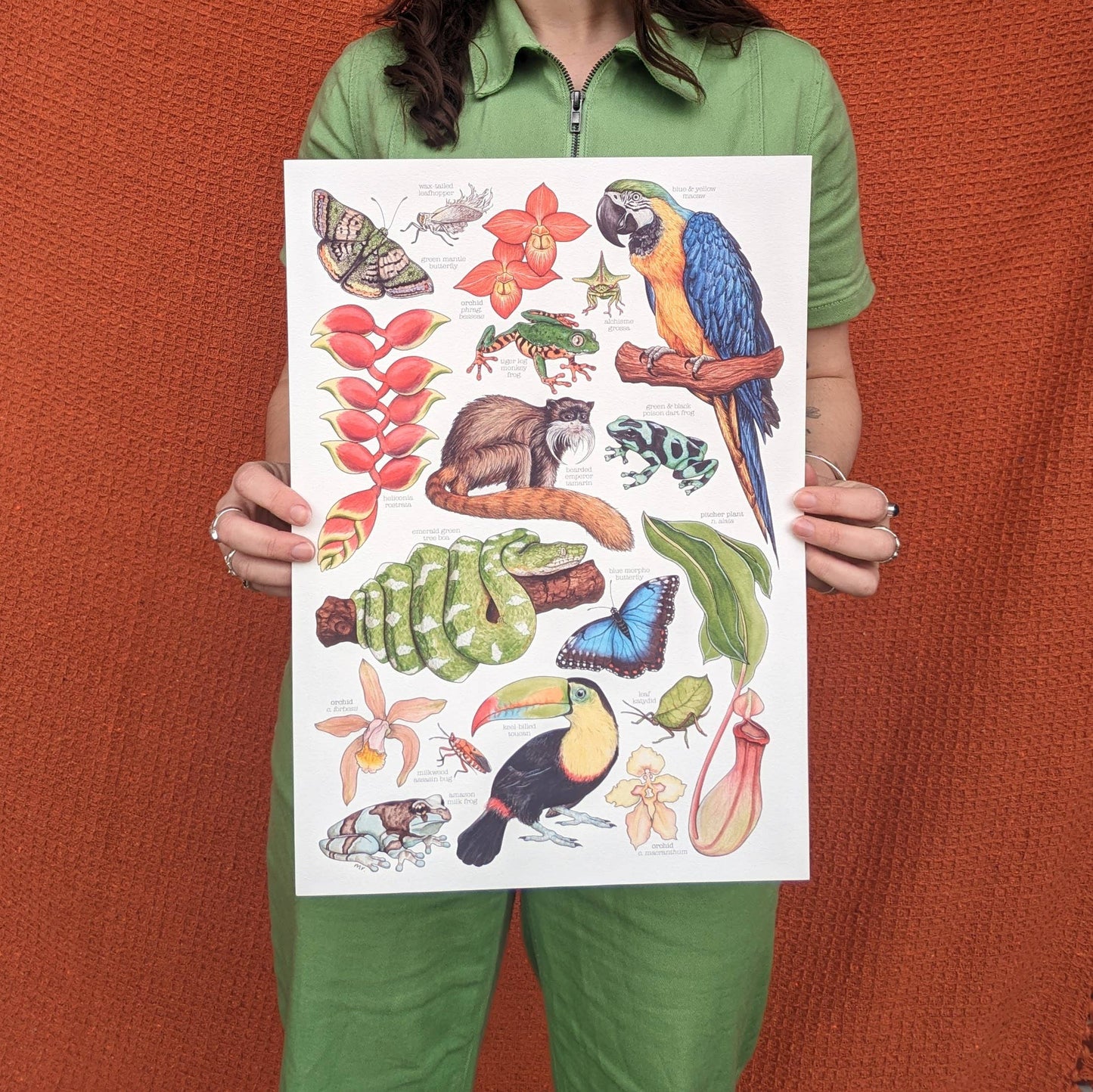 Amazon Rainforest - Print