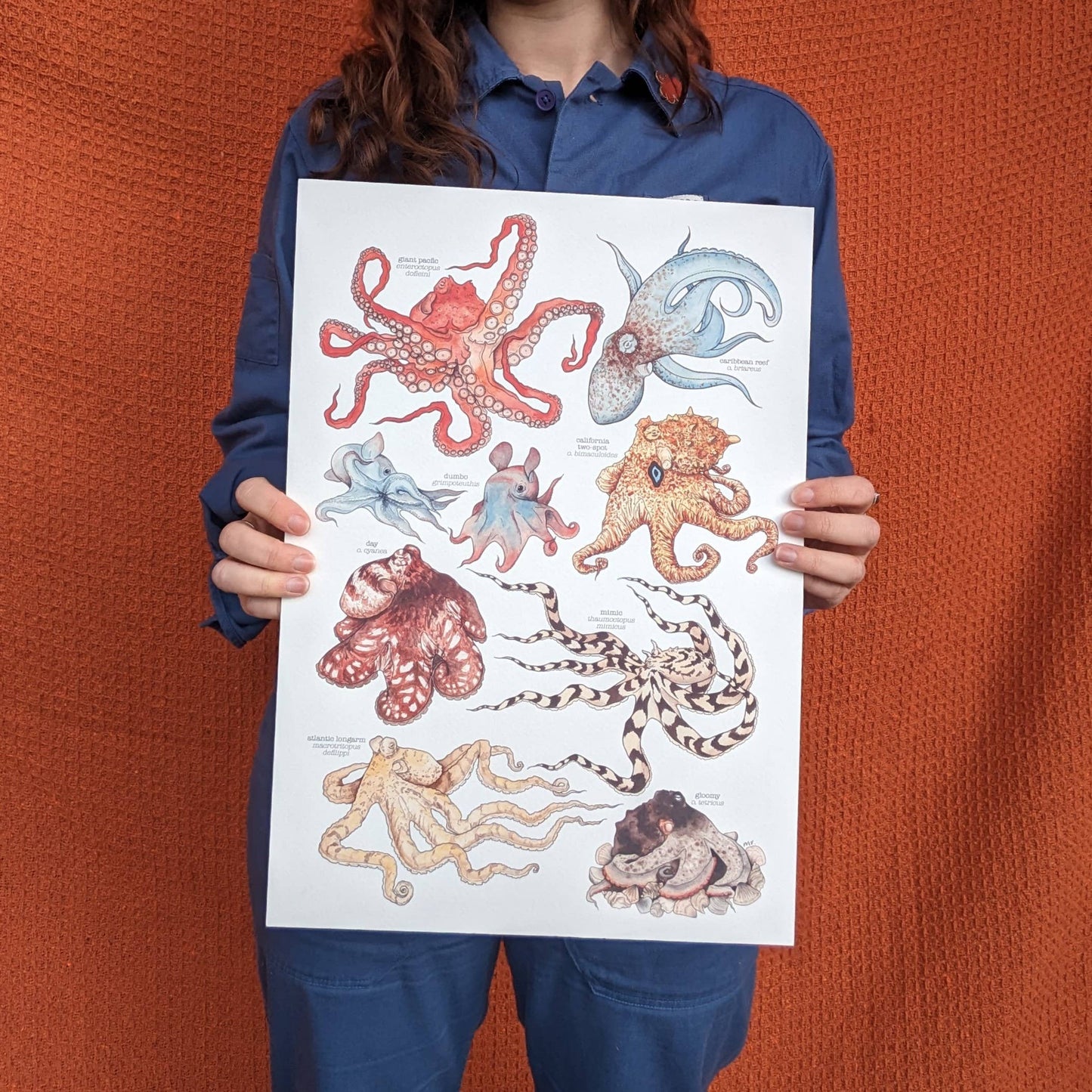 Octopus Species - Print
