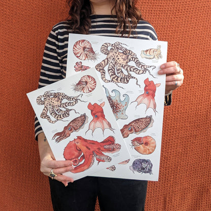 Cephalopods - Print
