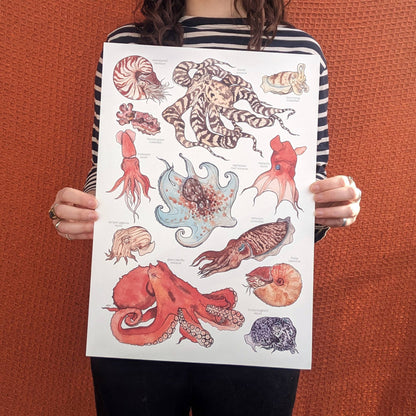 Cephalopods - Print