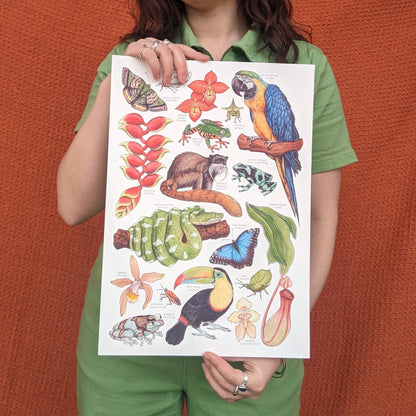 Amazon Rainforest - Print