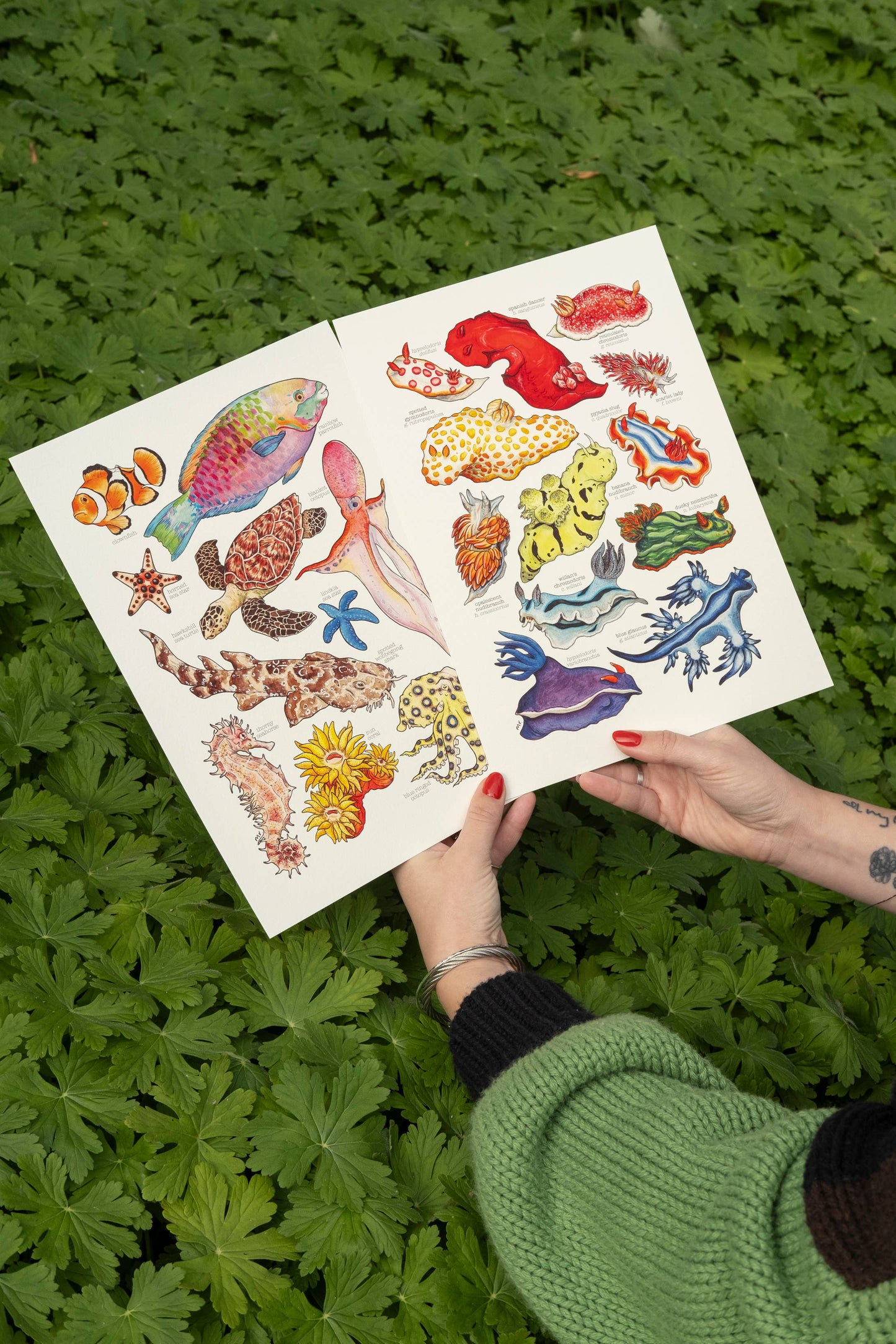 Rainbow Sea Slugs - A5 Print