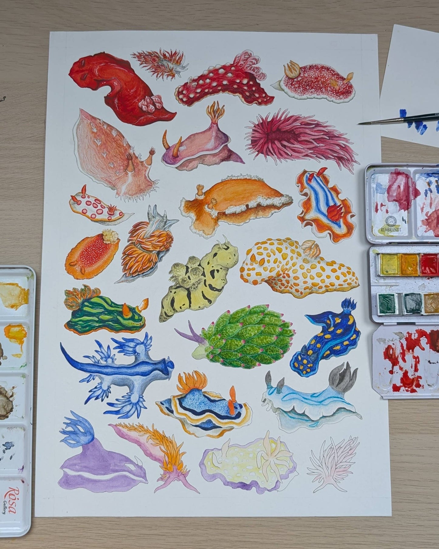 Rainbow Sea Slugs - A5 Print