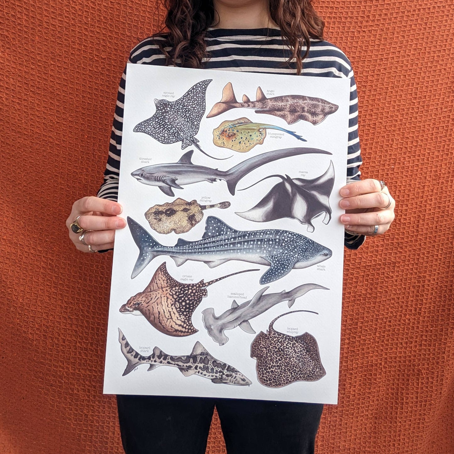Sharks & Rays - Print