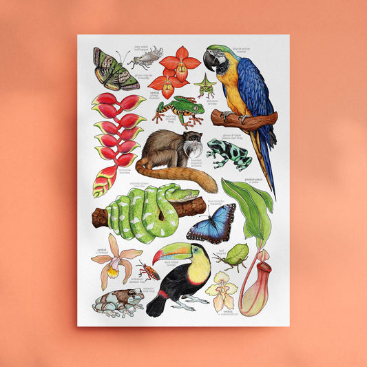 Amazon Rainforest - Print