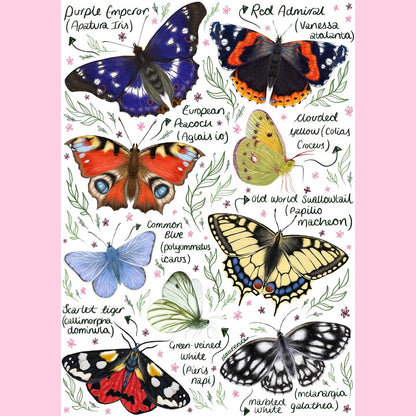 Butterfly Breeds - A4 Print