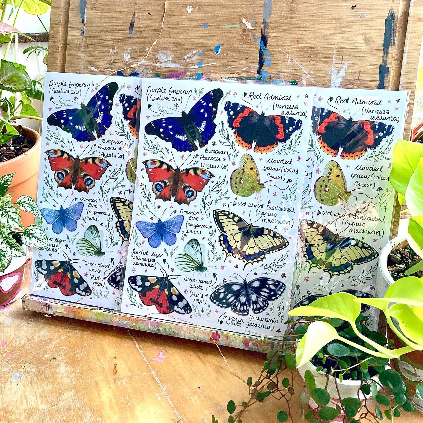 Butterfly Breeds - A4 Print