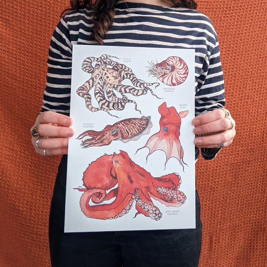 Cephalopods - A4 Poster
