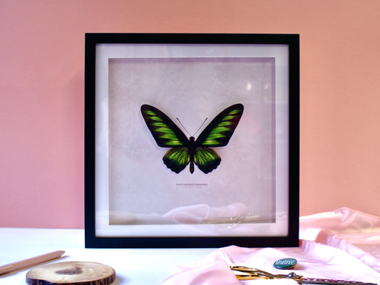 Rajah Brooke's Birdwing Butterfly - Paper Taxidermy Frame