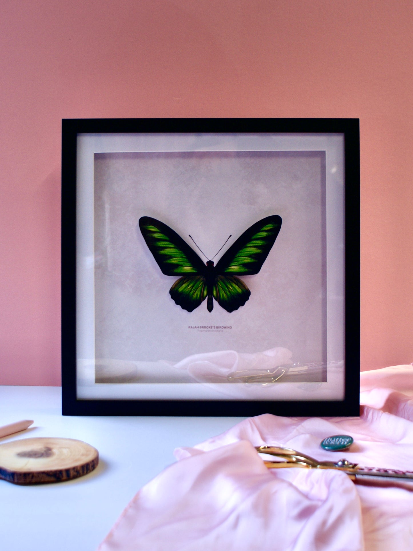 Rajah Brooke's Birdwing Butterfly - Paper Taxidermy Frame