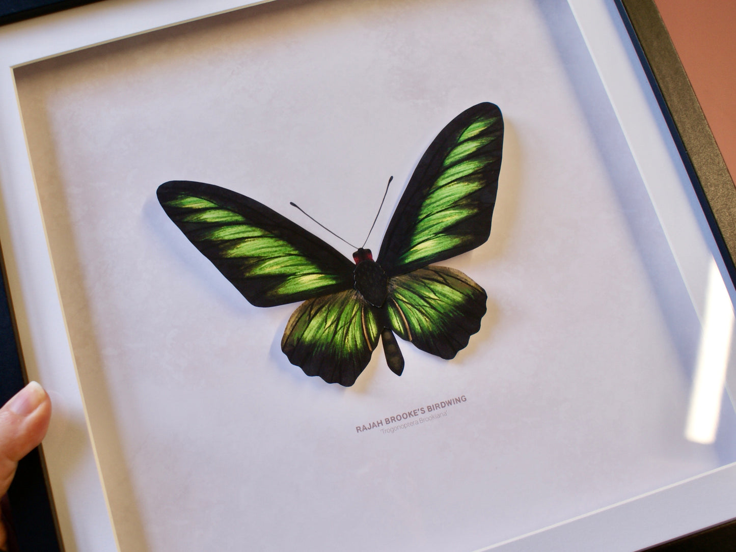 Rajah Brooke's Birdwing Butterfly - Paper Taxidermy Frame
