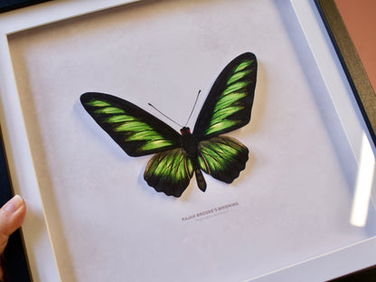 Rajah Brooke's Birdwing Butterfly - Paper Taxidermy Frame
