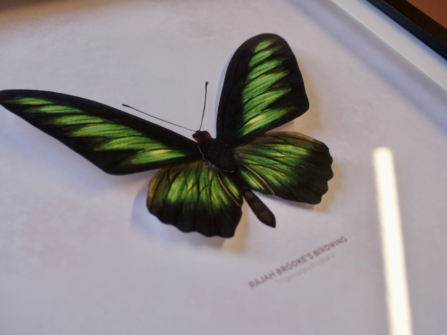 Rajah Brooke's Birdwing Butterfly - Paper Taxidermy Frame