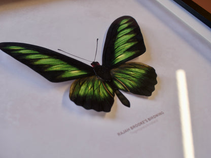 Rajah Brooke's Birdwing Butterfly - Paper Taxidermy Frame