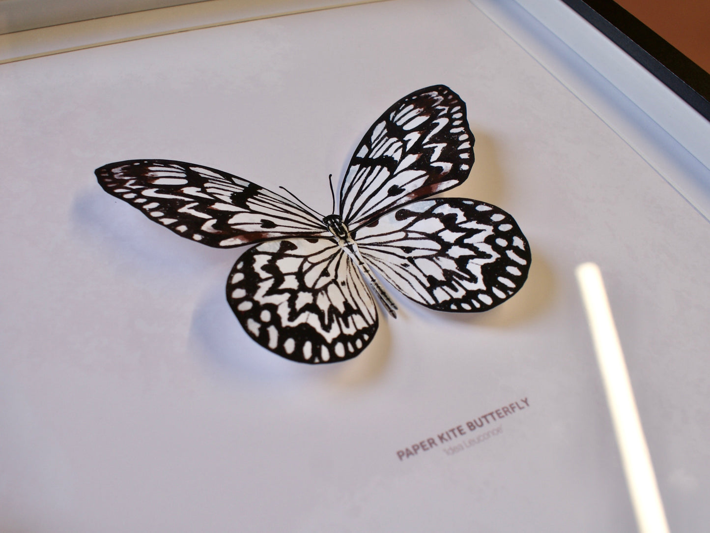 Paper Kite Butterfly - Paper Taxidermy Frame