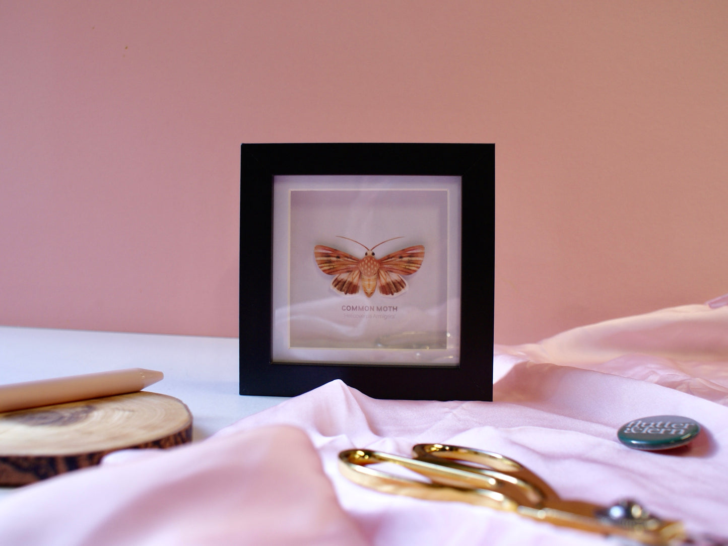 Common Moth - Paper Taxidermy Frame
