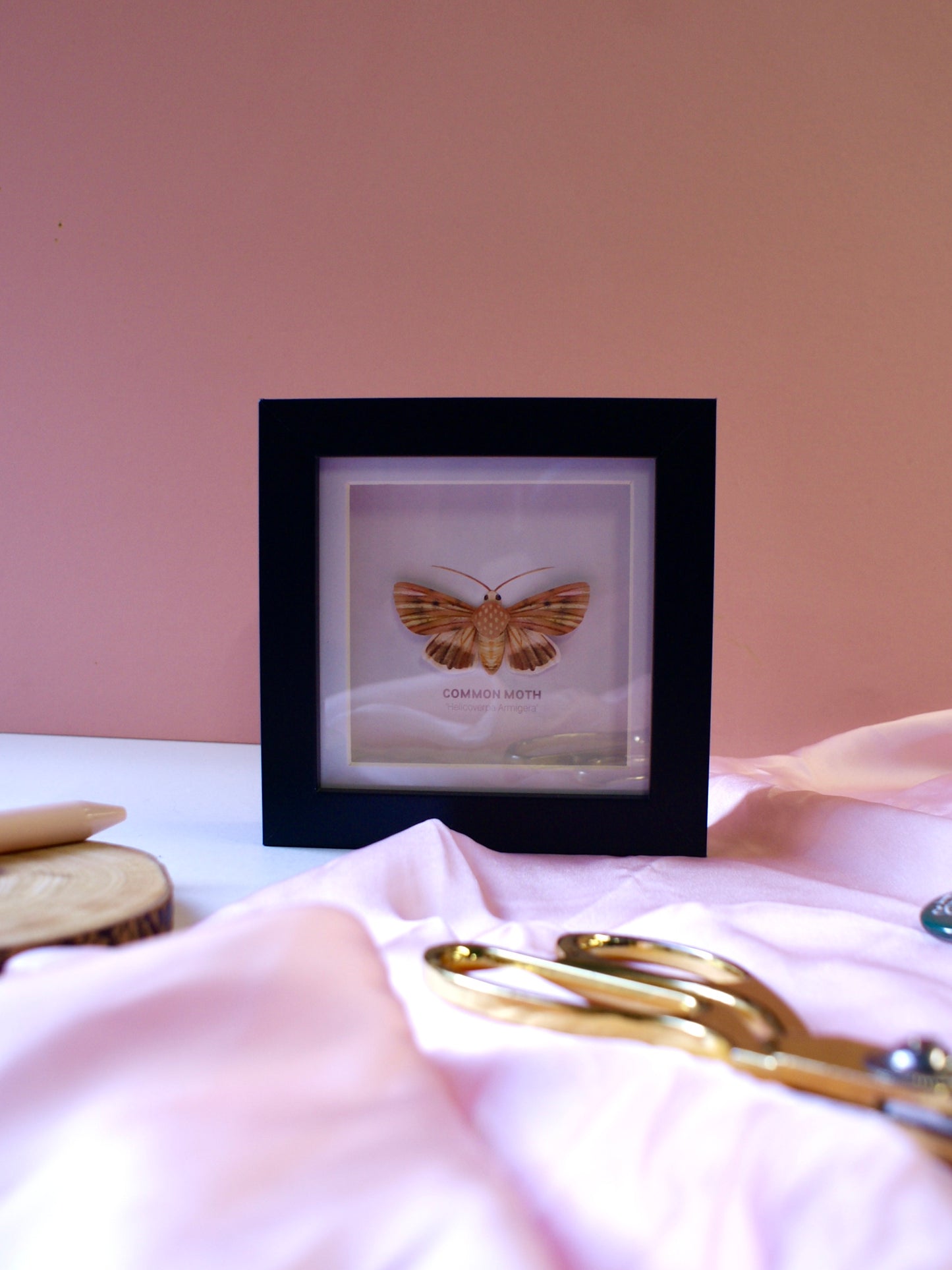 Common Moth - Paper Taxidermy Frame